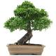 Bonsai sin avatar