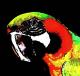 Parrot sin avatar